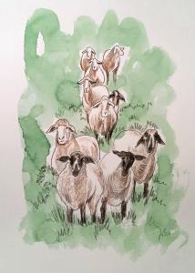 Schafe an der Heckenmühle